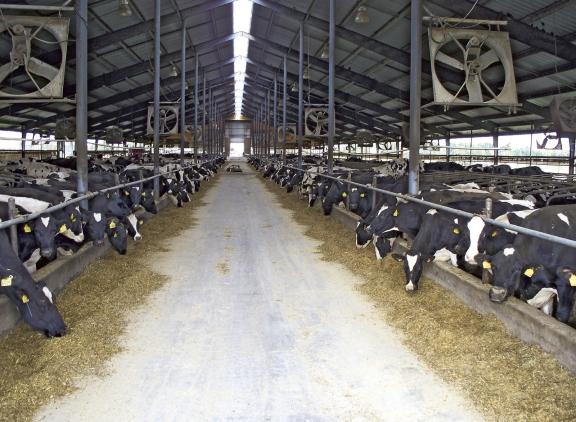 Ook in de noordelijke staat Michigan zijn melkveebedrijven besmet geraakt met vogelgriep