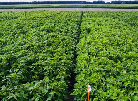 De laatste stap naar grootschalige teelt van Belgische soja is volgens ILVO het organiseren van een keten van landbouwers en de voedselverwerkende industrie