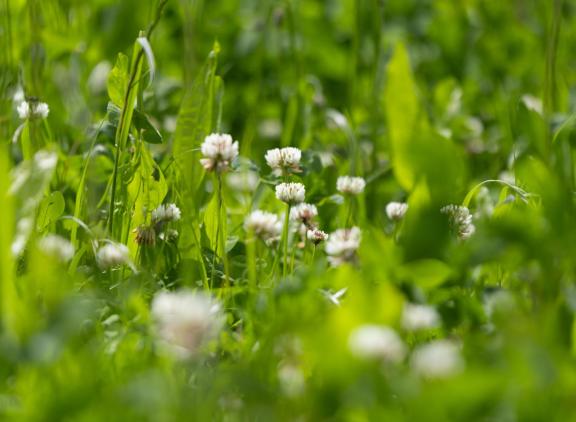 Productief kruidenrijk grasland is beter voor de biodiversiteit dan blijvend Engels raaigras, maar is geen vervanger van extensief kruidenrijk grasland
