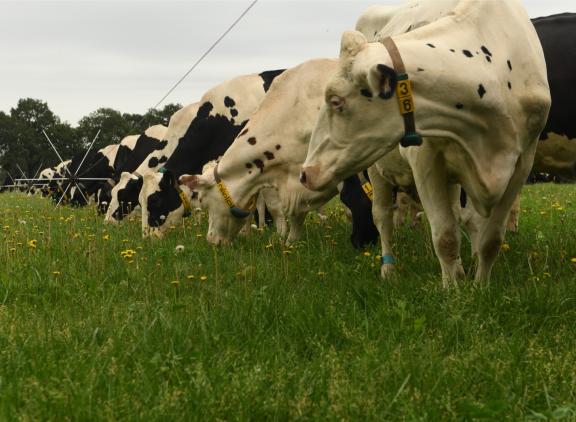 Stripgrazen kan de opname van vers gras verhogen
