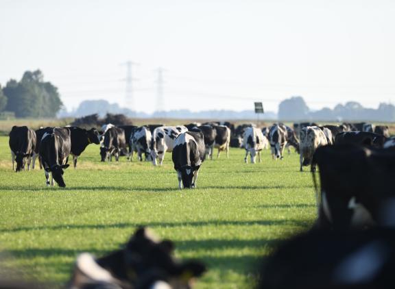 Vers gras in het rantsoen verlaagd de krachtvoerkosten en de kosten voor mestafzet