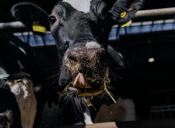 De top 1 procent BEX-bedrijven produceerde gemiddeld 9.100 kg melk per koe per jaar, met een eiwitgehalte van 3,53 procent en een ureumwaarde van 18,7 milligram per liter. Ze voerden gemiddeld 128 gram ruw eiwit per kilogram melk