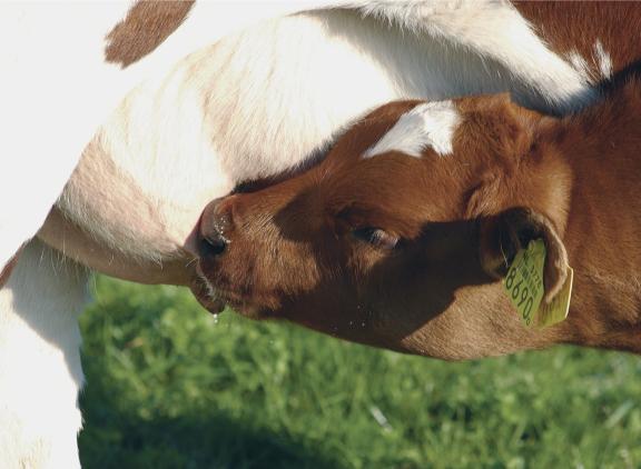De onderzoekers vermoeden dat een kalf of rund het vogelgriepvirus via besmet voer of drinkwater in de bek krijgt. Hier kan het virus meerdere dagen overleven
