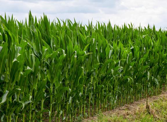 Op veel plaatsten staat de mais op punt van bloeien of staat de plant reeds in bloei