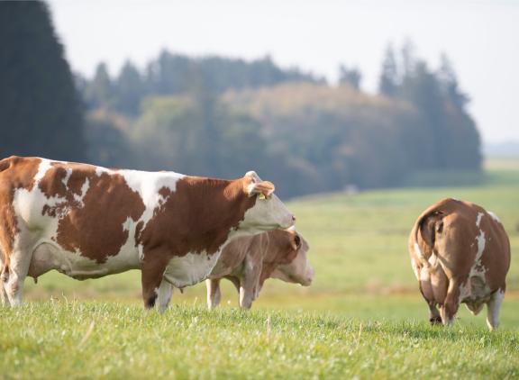 Beieren was al de belangrijkste Duitse deelstaat voor melk en was in 2024 een van de weinige deelstaten waar de totale melkplas nog toenam