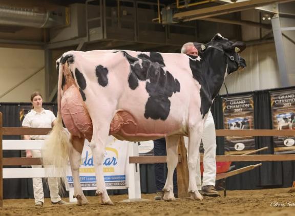 Olortine Avenger Design, hier in de ring tijdens de Canadese Western Dairy Show in april 2025 (foto: Claire Swale)