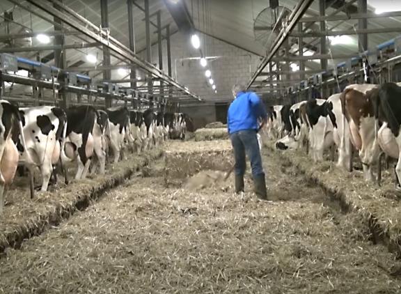 Izak van Engelen houdt zijn veestapel in een grupstal