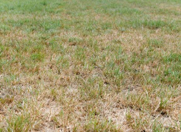 Als het gras duidelijk slap hangt en zo droog wordt dat het knispert, leveren machines en zelfs koeien alleen maar meer schade