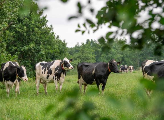Rond kwetsbare Natura 2000-gebieden komen aanvullende maatregelen