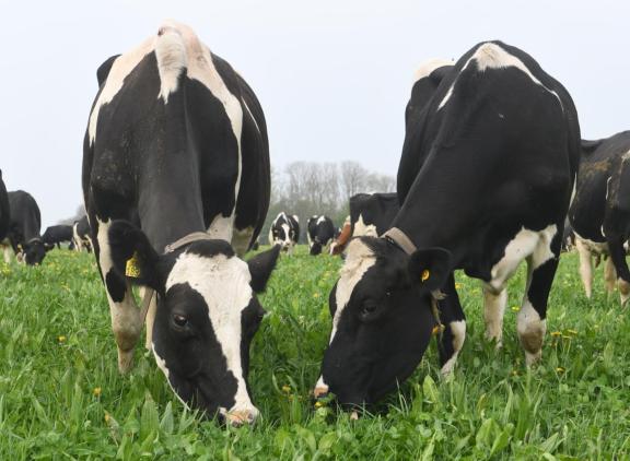 Koeien die volledig weidegang kregen, produceerden in een onderzoek op Dairy Campus circa 5,4 gram methaan per kg droge stof minder dan koeien die vers gemaaid gras en kuilgras op stal kregen