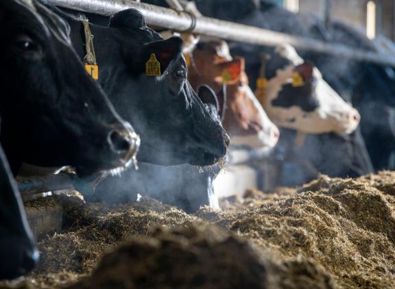 Zowel de stikstofuitstoot van de melkveehouderij als de stikstofuitstoot van de gehele Nederlandse veestapel blijven onder de plafonds