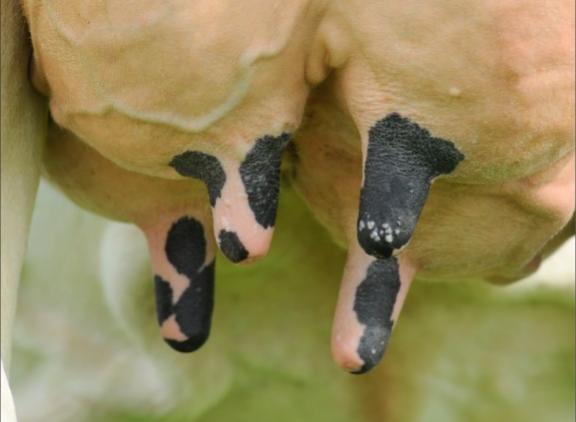 De achterspeenplaatsing van zwartbonte holsteinvaarzen wordt de laatste jaren nog steeds iets nauwer, maar duidelijk minder snel dan tussen 1997 en 2015