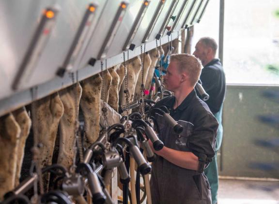 Over de eerste acht maanden van dit jaar loopt de melkaanvoer nog 0,6 procent achter op vorig jaar