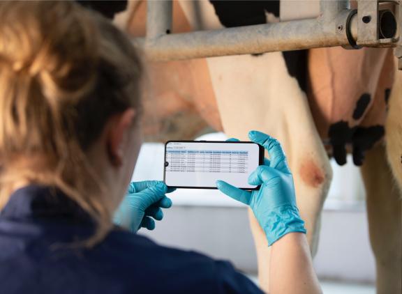 Door de nieuwe berekening van de NO kunnen ook de lactatiewaardes van koeien veranderen. Hiermee verandert ook de rangorde van dieren binnen het bedrijf