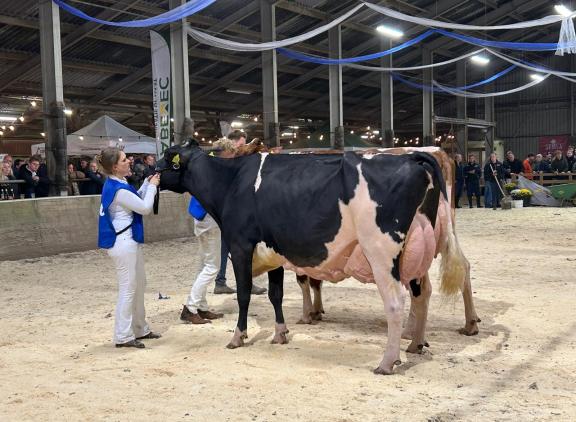 De zevenjarige Topcross Anna 267 (v. Goldwyn) won in Oenkerk het algemeen kampioenschap
