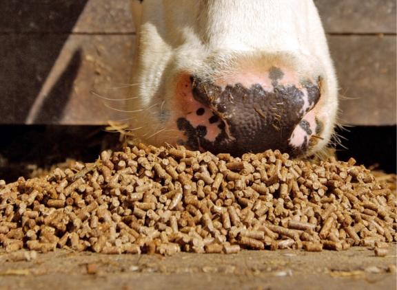 Bij het huidige melkproductieniveau is het sectordoel van 158 gram ruw eiwit in het rantsoen volgens Dijkstra veilig voor de diergezondheid