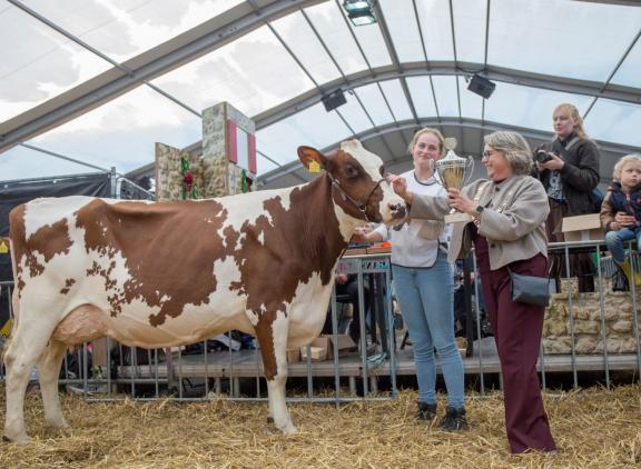 Carnivaldochter Anja 100 (v. Carnival) was de favoriet van de burgemeester (foto: Teus van Herk/Koeienfotos.nl)