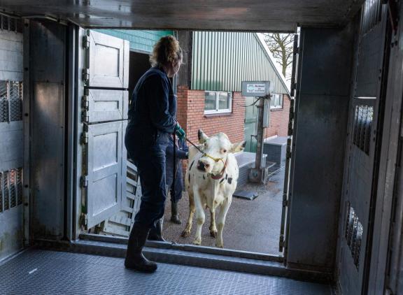 De besmetting met rundertuberculose werd vastgesteld bij een dier dat werd aangevoerd op een slachthuis