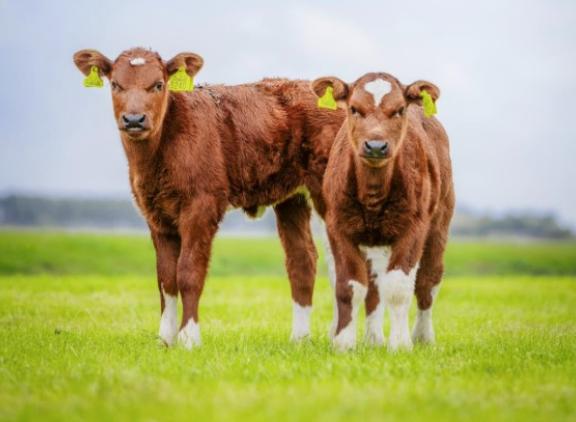 In 2024 werd subsidie uitgekeerd voor ruim 3000 brandrode runderen