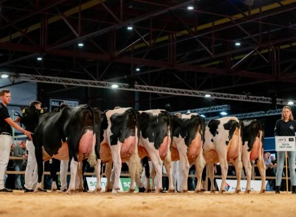 Veel uniformiteit in beenwerk en achteruierhoogte bij de groep van Fast Lane (foto: Els Korsten)