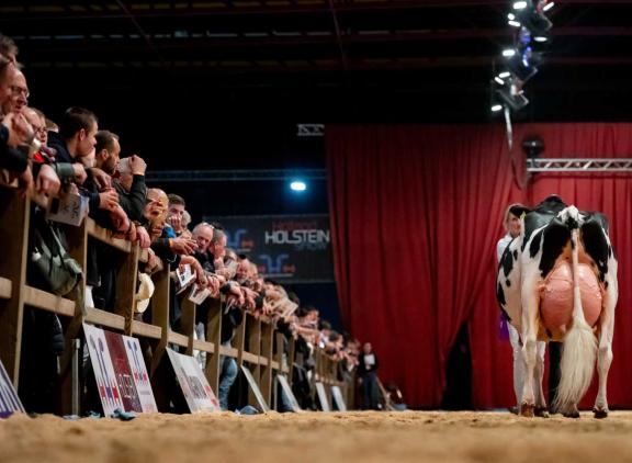 Veeteelt maakte een fotoserie van alle kampioenen op de Holland Holstein sHow (foto: Els Korsten)