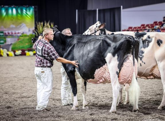 In Madison was Altona Lea Unix Herminie al de sterkste in de oudste rubriek koeien (foto: Guillaume Moy)