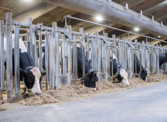 De decemberdraai zorgt weer voor veel fokkerijnieuws (foto: Eric Elbers)
