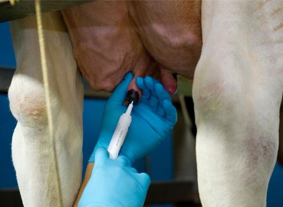 Tijdens de proef was er bij selectief behandelen bij 55 procent van de mastitisgevallen een antibioticakuur nodig