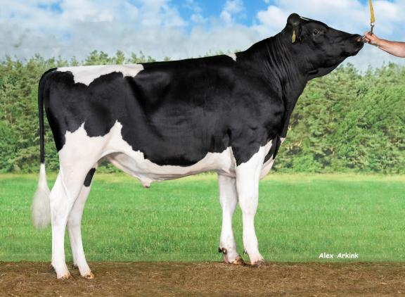 VDR Spike stamt uit de VDR Sandra-koefamilie