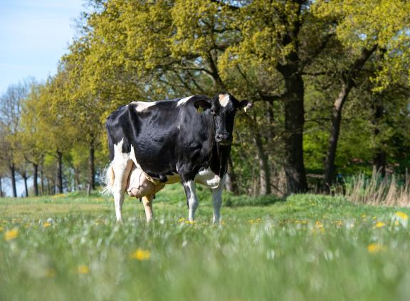 De zeventien jaar oude Idea is de zevende koe in Duitsland met 200.000 kg melk (foto: Dorothee Warder)
