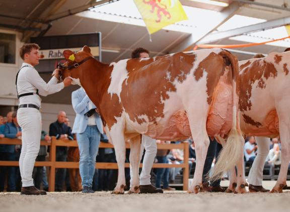 Bossink Joke 78 kreeg 93 punten voor alle onderdelen, zowel voor frame en type als voor uier en beenwerk (foto: Floor Schut)