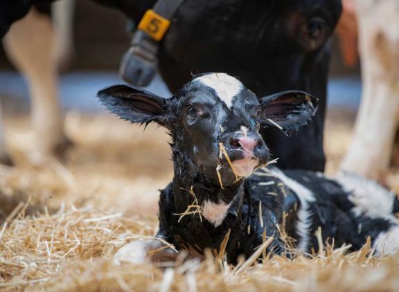 Vooral in de eerste helft zag DGZ bij verwerpers letsels die wijzen op een doorgemaakte infectie met het blauwtongvirus