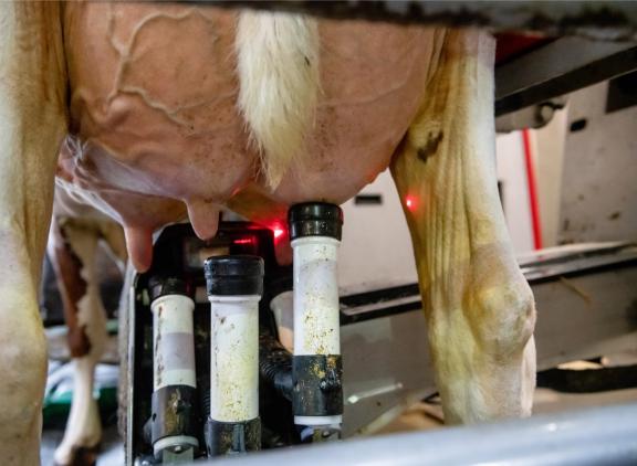 De helft van de Luxemburgse mpr-koeien wordt gemolken door een melkrobot