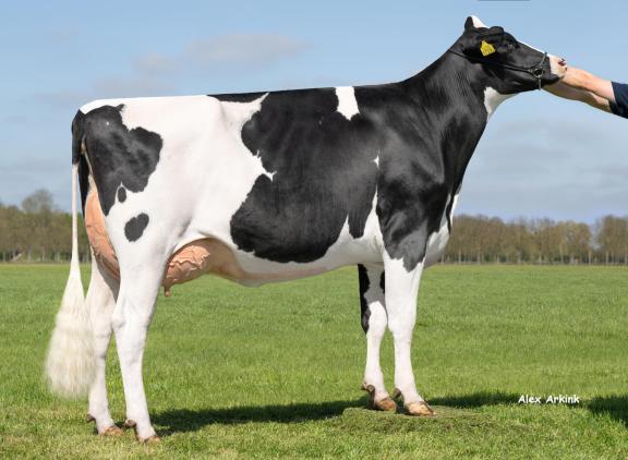 Vaarzenkampioene van de UFF-wintershow Remarlinda 1722 (v. Parfect) produceert 50 kg melk per dag