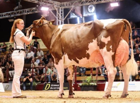 ZR Helene (v. Absolute) pakte vier jaar geleden het algemeen kampioenschap bij roodbont (foto: Guillaume Moy)