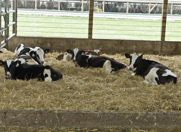In 2022 werd nog 36,6 procent van de holsteinkalveren geboren uit een inseminatie met een dochtergeteste stier, in 2025 was dit gedaald tot 23,5 procent