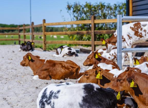 De kalversector wil dat in 2040 de helft van alle vleeskalveren toegang krijgt tot een buitenuitloop