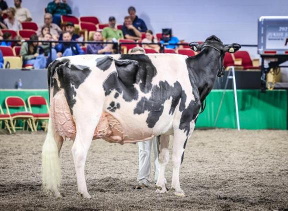 Kandy Cane werd algemeen kampioene bij de zwartbonte holsteins op de World Dairy Expo in 2025 (foto: Guillaume Moy)