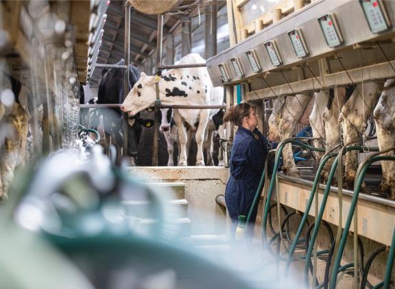 De opgetelde melkproductie over de eerste vijf maanden van dit jaar ligt nu nog 5 procent hoger dan vorig jaar, waar RVO er eerder van uitging dat dit 4,5 procent was