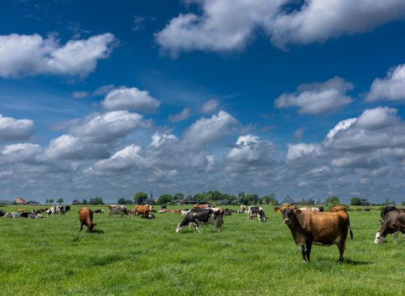 De extra eis van 85 procent gras in het areaal raakt het inkomen van boeren volgens Lubbert van Dellen enorm hard