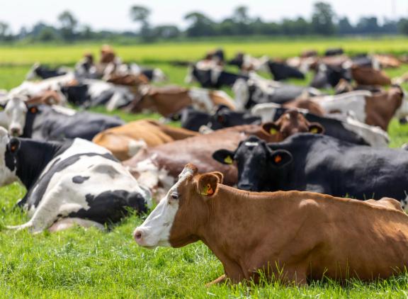 Afgelopen jaar kregen de koeien 2800 uur weidegang, maar liefst wil de familie Boon richting 4000 uur