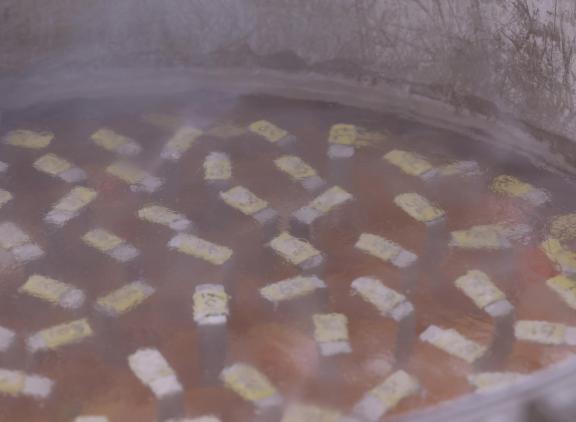 Afgelopen jaar groeide de genenbank voor rundvee nog met ruim 2500 doses van 52 verschillende stieren