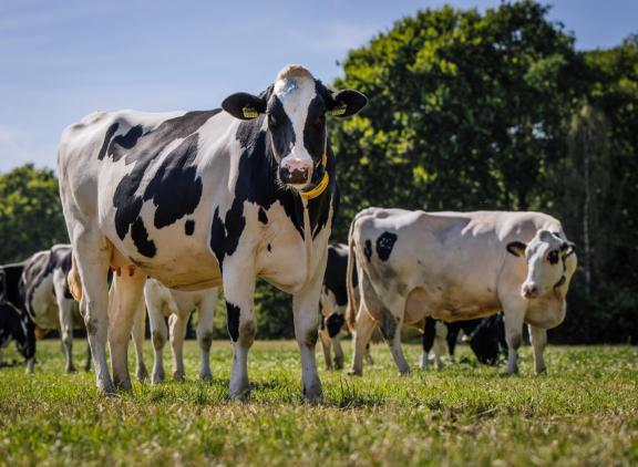 De graskwaliteit is afgelopen week verder teruggelopen