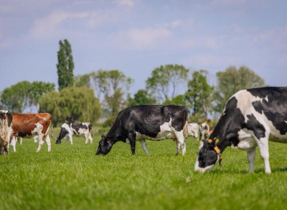 Beweiders kregen hogere toeslagen en hadden lagere kosten dan niet-beweiders