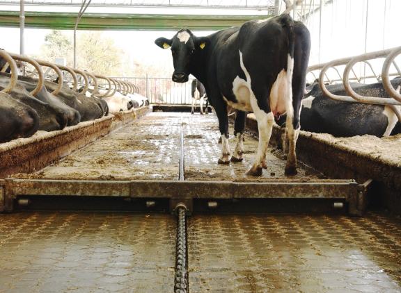 Nagenoeg alle deelnemers  van Koeien & Kansen halen de emissienorm van 0,164 kg ammoniakemissie per fosfaatrecht niet.