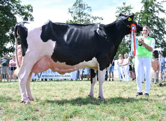 Topcross Janice (v. Charityman) wint in Wouterswoude