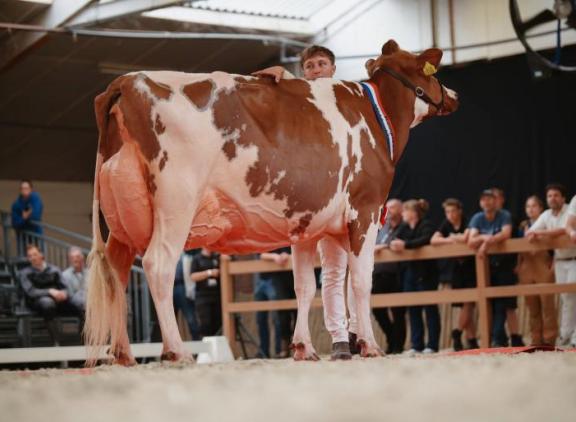 Bossink Joke 78, hier tijdens haar optreden op de Nationale Roodbontshow, komt naar de Agrifair (Foto Floor Schut) 