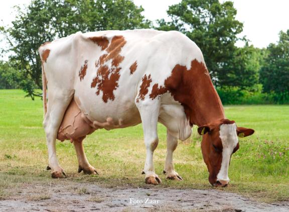 Stayer Joukje 234 is een harde boerenkoe met knetterhard beenwerk en een eigenzinnige kop (foto: Zarènde Gunnink)