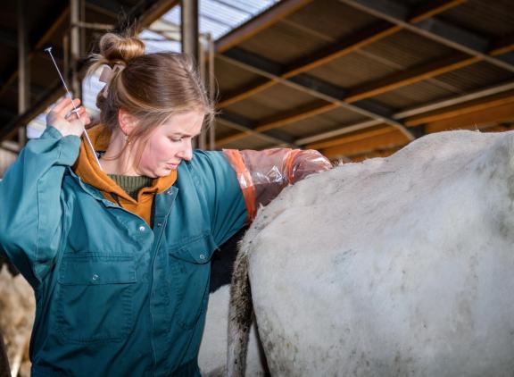 Veehouders baseren de standaard vrijwillige wachtperiode vooral op ervaring en gevoel. De hoogte van de melkproductie was de meest genoemde reden om hiervan af te wijken