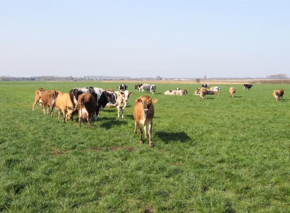 Met 1,50 kg meetmelk per kg droge stof voer haalden de jerseys een 2,5 procent betere voerefficiëntie dan de holsteins die uit een kg droge stof voer 1,46 kg meetmelk maakten.